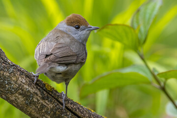 Mönchsgrasmücke (Sylvia atricapilla) Weibchen