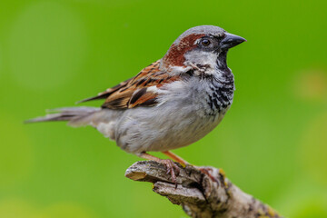 Haussperling (Passer domesticus) Männchen
