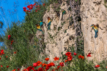 Bienenfresser (Merops apiaster)