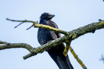 rook