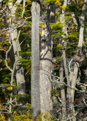 Lenga trees, torito bay, tierra del fuego, argentina