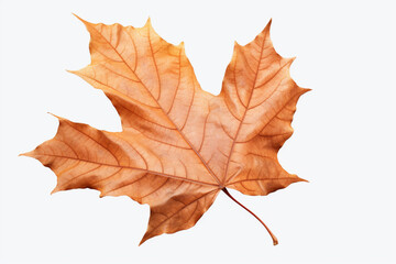 Naklejka na ściany i meble Autumn-dried maple leaf isolated on a white transparent background