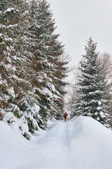 winter landscape with snow covered trees