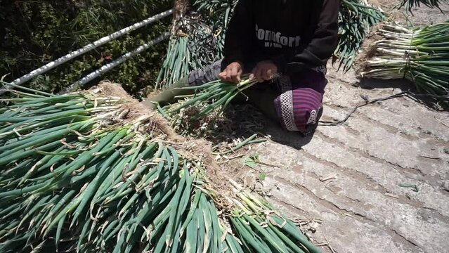 Indonesian farmers harvest leeks in the mountains of ''The land of vegetables loves prosperity'' Magelang Regency.	