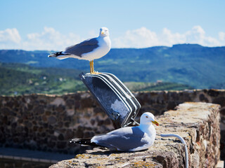 A photo of seagulls on a wall