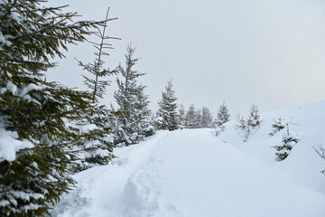winter landscape with snow covered trees