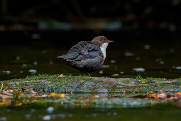 dipper in the river