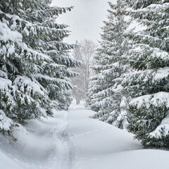 winter landscape with snow covered trees