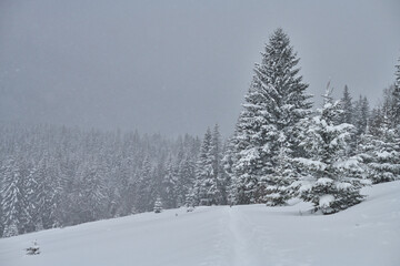 winter landscape with snow covered trees