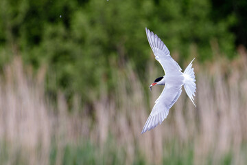 tern