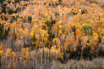 Autumn forest. Trees with colored leaves. Yellow, red, orange leaves on the trees. Autumn weather. Background with free space, area. Abstract image.