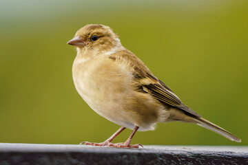 chaffinch