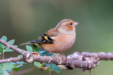 chaffinch