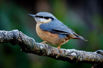 nuthatch