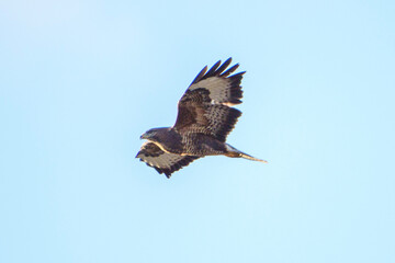 buzzard