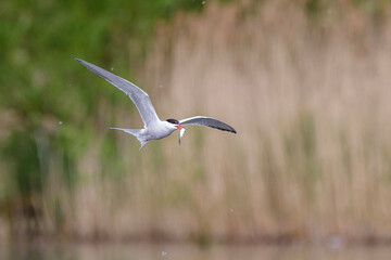seagull in flight