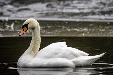 swan on the lake