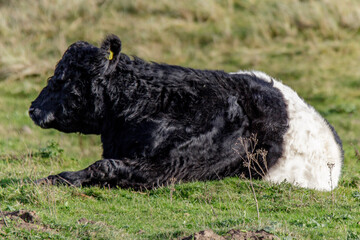beltie cow
