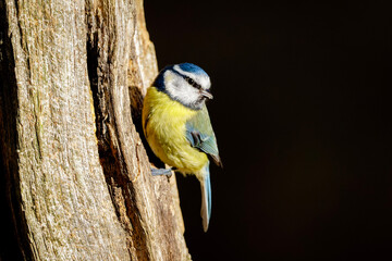 blue tit