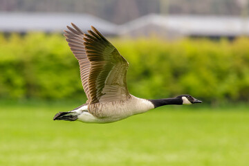 country goose in flight