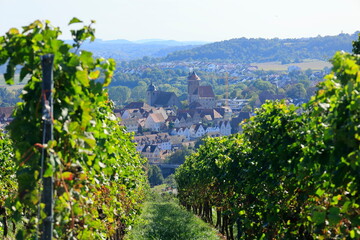 Blick über einen Weinberg auf den Ort Besigheim am Neckar
