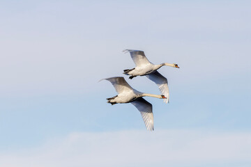swans in flight