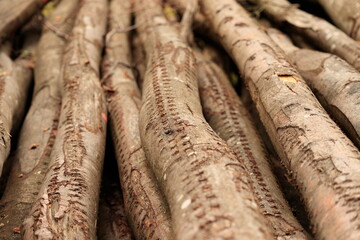 Spuren einer Walze am Stamm eines Baumes