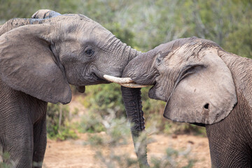 two elephants are fighting at Aldo National Park, South Africa