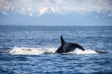 Naklejka premium Group of orcas hunting in the Strait of Georgia, seen while a whale watching tour in Vancouver BC.