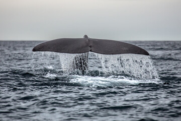 Fin from a humpback whale