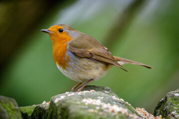 robin in the grass