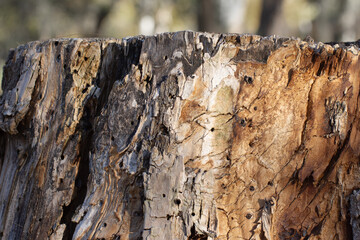 Old stump in forest. Old wood, board with abstract pattern and cracks.