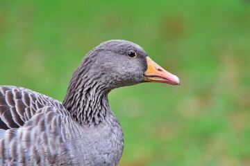 Graugans (Anser anser) im Leopoldskroner Weiher, Salburg, Österreich