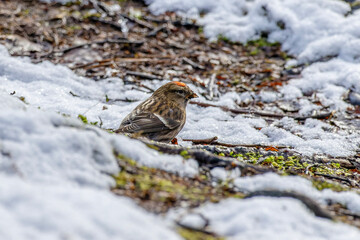 redpoll on snow