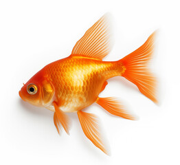 gold fish isolated on white