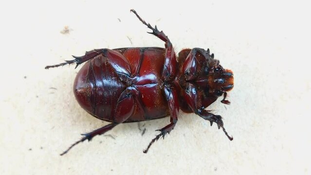 a live ox beetle overturned exposing its stomach and exoskeleton and struggling upside down on its back to get up 
