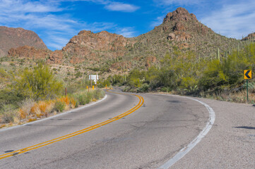 Fototapeta premium Saguaros in Tucson, Arizona