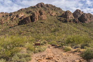 In Saguaro national park