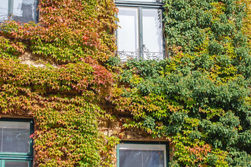 Wall of old house or mansion is overgrown with ivy. Fall season, October, November.