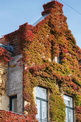 Wall of old house or mansion is overgrown with ivy. Fall season, October, November.