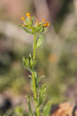 Cryptantha, small orange desert flowers