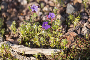 Phacelia, purple wildflowers in the desert