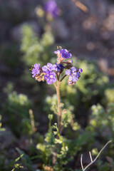 Fototapeta premium Phacelia, purple wildflowers in the desert