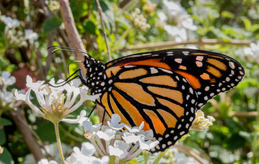monarch butterfly on a flower