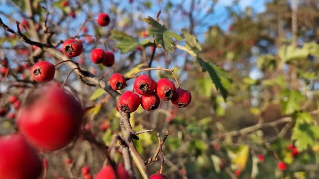 Red ripe hawthorn berries growing on the bush in the forest. Closeup  natural healthy fruits. Autumn season in the woods