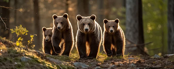 Fototapeten ursus arctos , brown bears, generative ai © Michal
