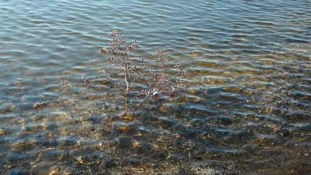 Bush of fruitingsea lavender (Limonium), tumbleweed sank in strong salt water of hypersalted reservoirs because salt crystallization