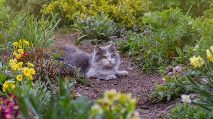 Happy cat in sunny flowers field.Domestic cat on its first walk outside in the garden.