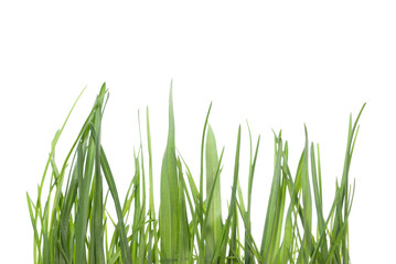 Obraz premium Grass