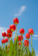 Tulips